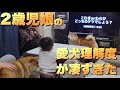 生まれてから...ずっと柴犬と暮らす2歳娘は、愛犬をどれだけ知ってるのか?正解率に驚愕