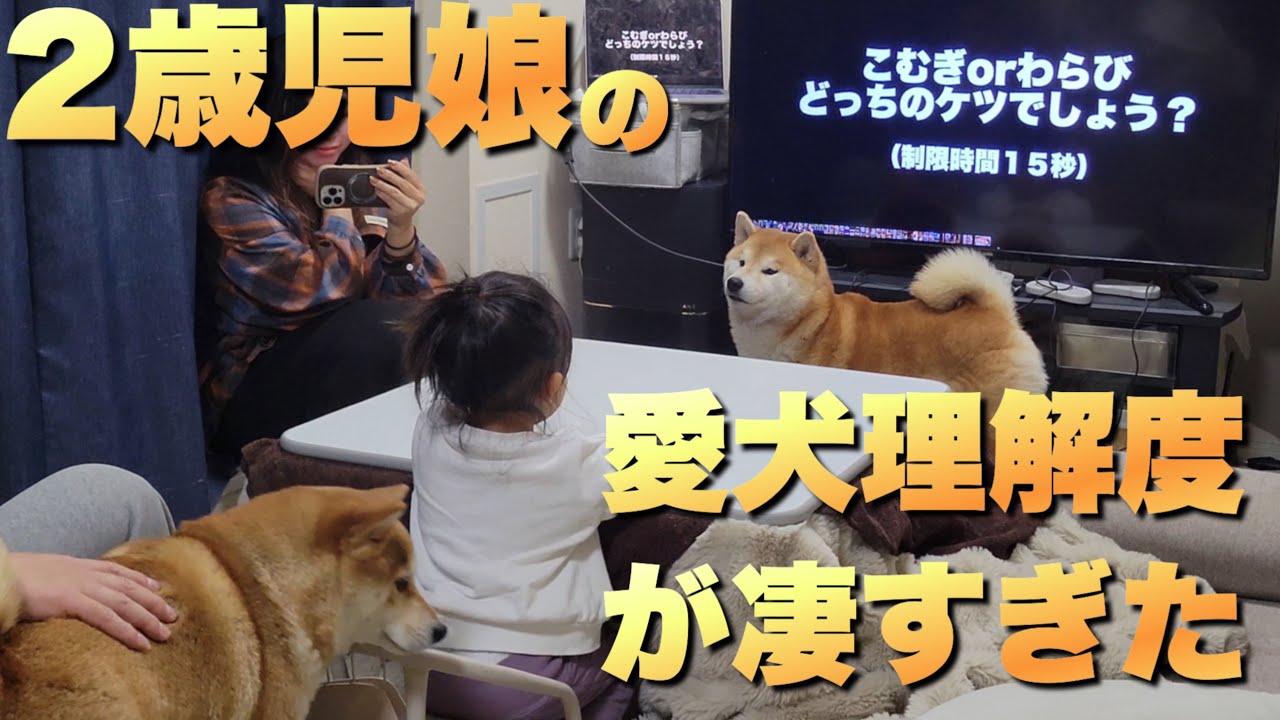 生まれてから…ずっと柴犬と暮らす２歳娘は、愛犬をどれだけ知ってるのか？正解率に驚愕
