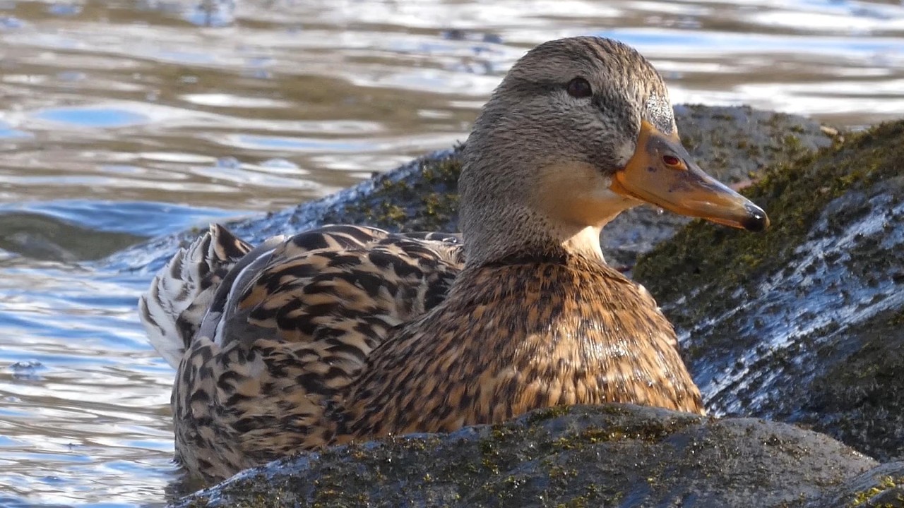 Mallard Duck Hen (Anas platyrhynchos) enjoying sunshine, drinking and watching the 'airspace' (4K)