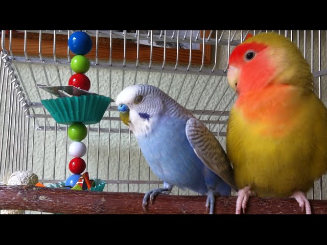 Foraging Toys For Budgies Lovebirds