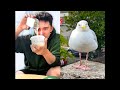 Feeding My Pet Seagull Some Stinky Snackos! - Day 99