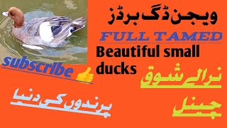 Beautiful Wagon Duck Bird Siberian Duck Niraly Shoq