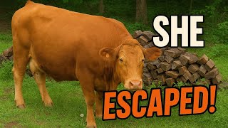 My Weight Loss Journey • She Escaped! Big Mac Sloppy Joes! 🍔