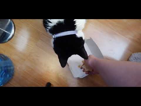 Țupi like to eat only The chiken meet from MC Donald, spoiled cat