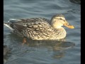 Les canards en hiver  documentaire animalier