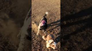 Running With Albert And Rosco