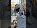 残酷に捨てられた妊婦犬が本当に求めていたものを知った瞬間!涙腺崩壊 #shorts #dog