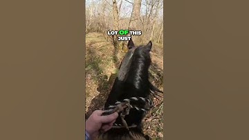 Building Trust with Your Horse: Essential Tips