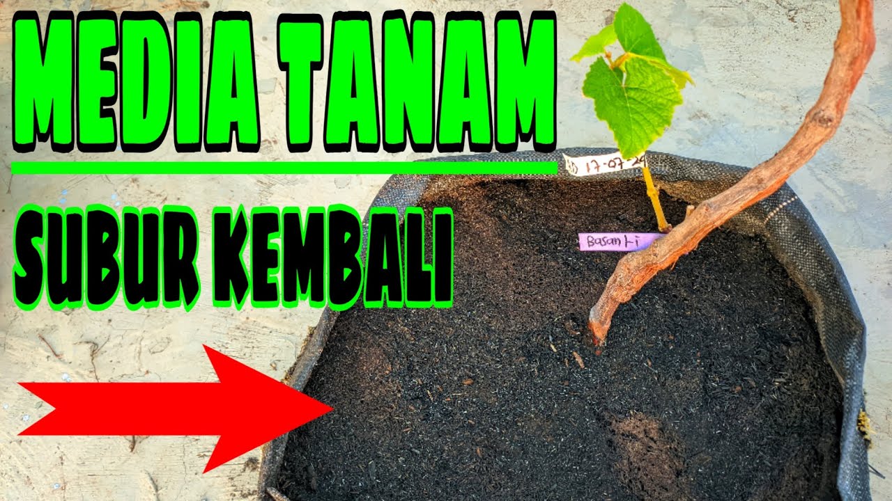 CARA MUDAH MENYUBURKAN KEMBALI MEDIA TANAM ANGGUR‼️🍇