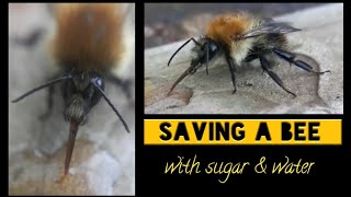#Bee  🐝Saving A Bee With Sugar Water 🐝 Saving A Bee With Sugar Water