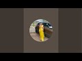 mango silk and banaras and single uniform sarees