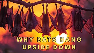Why bats hang upside down #explained #animalfacts