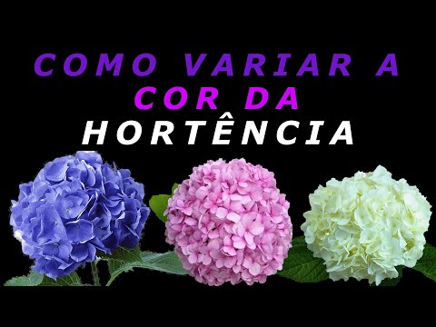 Vídeo: Cor de folha roxa em hortênsias - O que fazer para uma hortênsia com folhas roxas