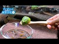 野生を思い出すツノガエル｜飼育11週目の様子(pacman frog care)⑪