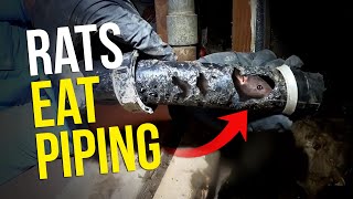 Rat INFESTATION creates RIVER under the home...How to GET RID OF RATS FAST! Twin Plumbing