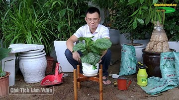 Hướng dẫn bà con cách trồng và chăm sóc cây đuôi công táo xanh mát, hạ nhiệt mùa hè