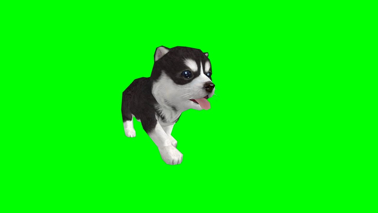 green screen animal animation vedio green screen copyright free animal vedios YouTube