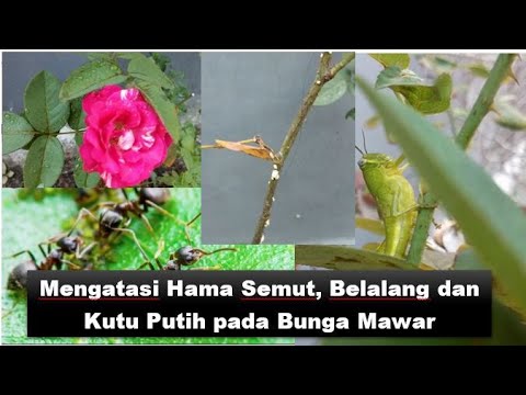 Tips membasmi hama kutu putih, semut dan belalang pada bunga mawar secara alami