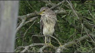 Preening Black-crowned Night Heron - Nycticorax nycticorax - Kwak / Harchies - Belgium / 10-10-2016