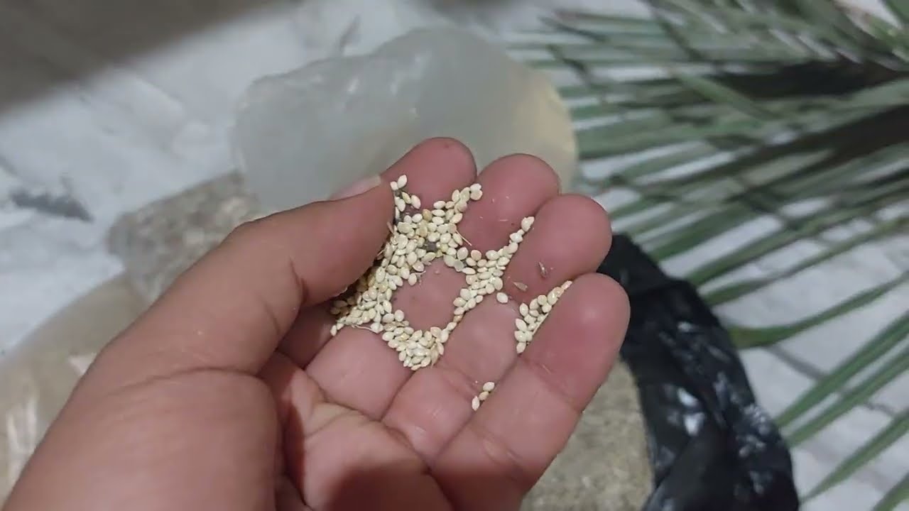 وداعا لموضوع #النتاية_مش_بتبيض . وفى اخر الفيديو فى مفاجئة💥💥 #عصافير_استالى