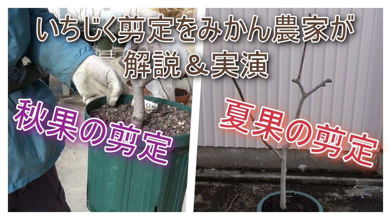 【鉢植えいちじく】剪定方法が異なります【夏果か秋果か】