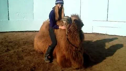 Aria the camel first ride with Nancy Nunke's Frien...