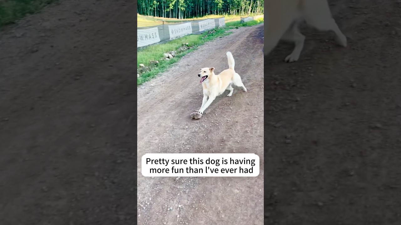 This Dog Has Life Figured Out.😂🐶 #DogSelfPlay #HappyDog #DogLife #DogLovers #dog #viral #fyp
