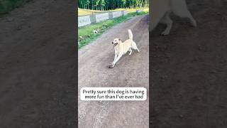 This Dog Has Life Figured Out.😂🐶 #DogSelfPlay #HappyDog #DogLife #DogLovers #dog #viral #fyp