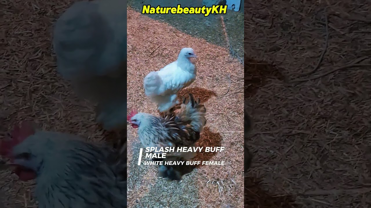 SPLASH HEAVY MALE BUFF & Heavy white BUFF 💗 