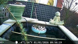 Mock- Yeah Ing- Yeah Bird- Yeah At Tiny Pond