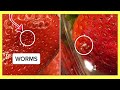 How to Clean STRAWBERRIES with SALT! (Do BUGS Really CRAWL Out?)|  Andrea Jean Cleaning