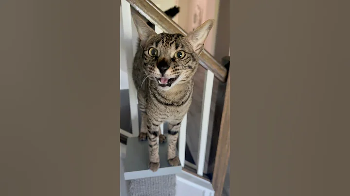 Video 10655931: f2 savannah cats meowing, cute savannah cat, post cat