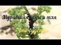 Что будут Муравьи-Жнецы делать с тлёй?/Messor structor доят тлю?