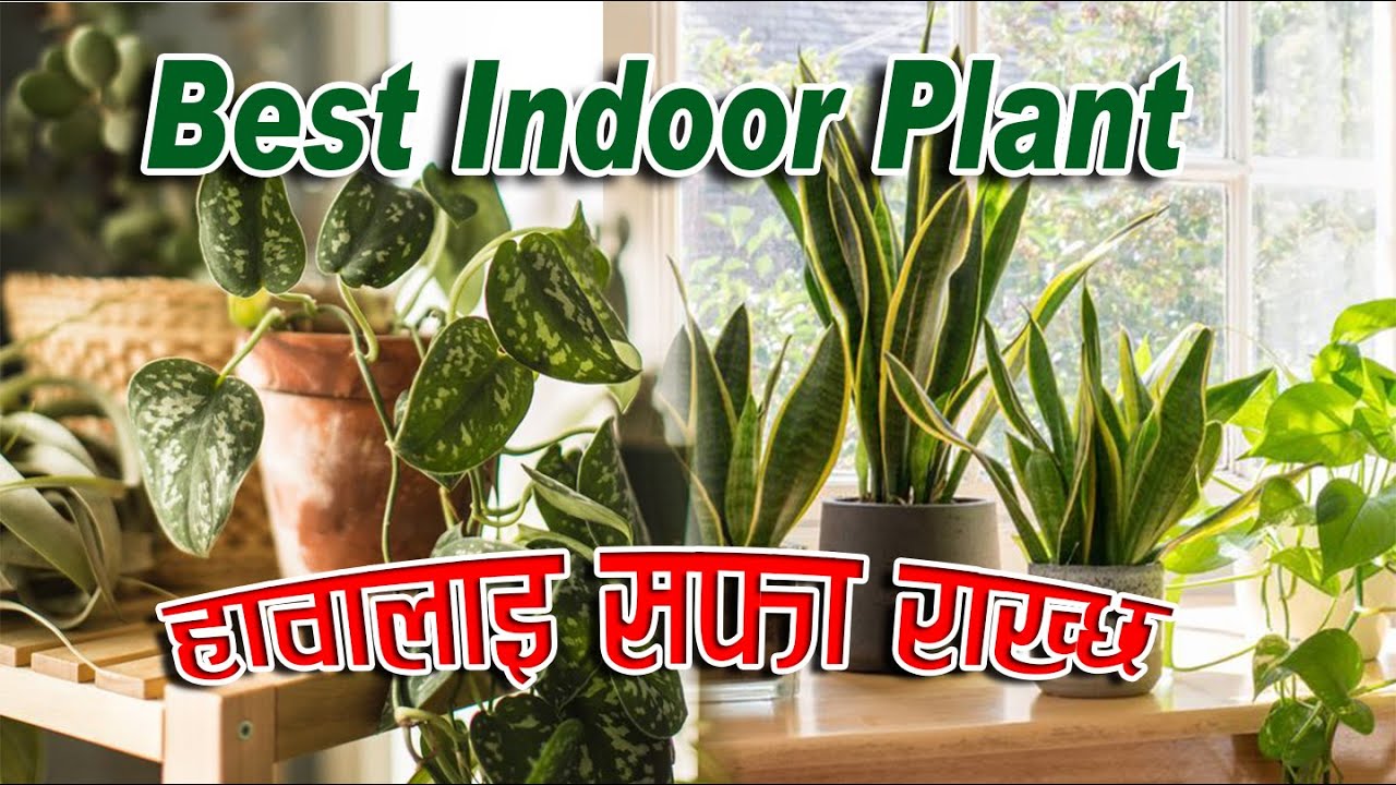 Best Indoor Plants Best Indoor Plants for Clean Air Top 10 Indoor