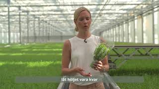 Hej Hortonom - Elin pratar om timjan