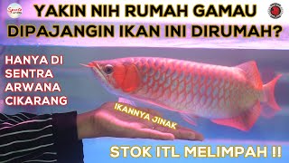 Hanya Di Sentra Arwana Cikarang, STOCK Melimpah Harga MURAH MERIAH!!