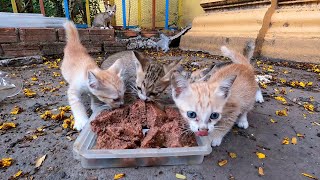 5 kitten at here so cute but i can not see their mother
