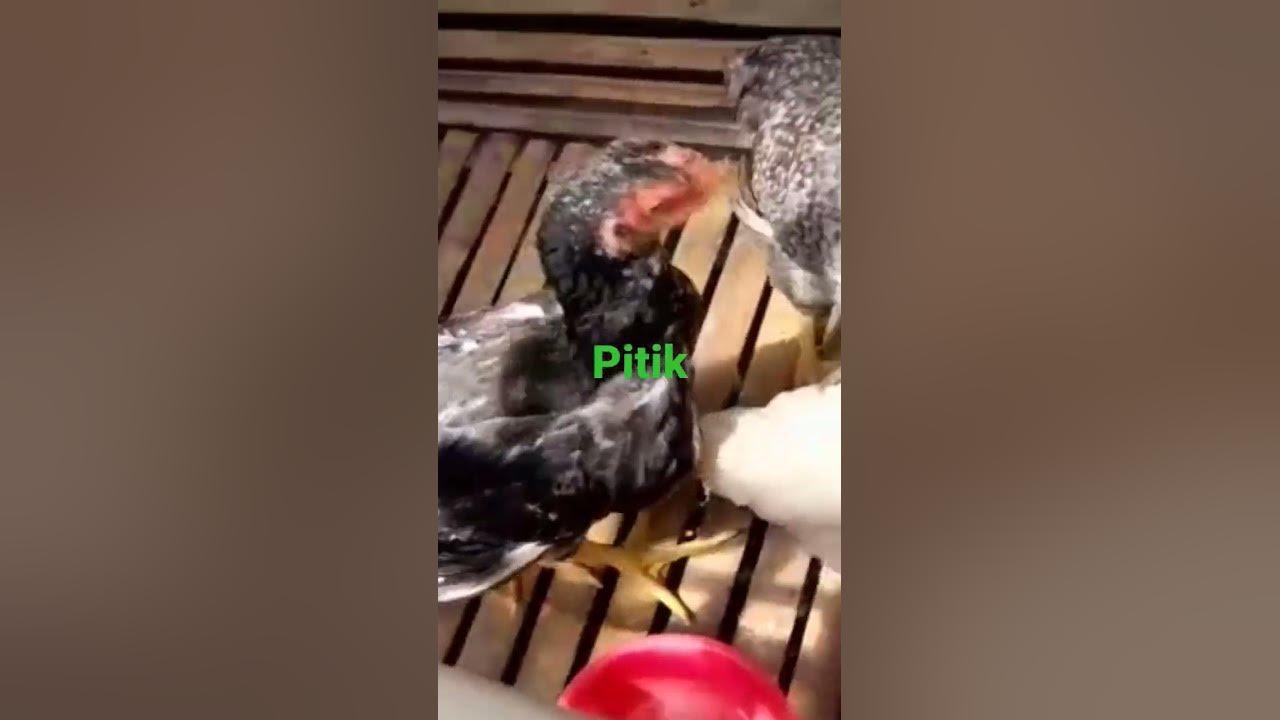 Pitik walik sobo kebon nanas opo youtube