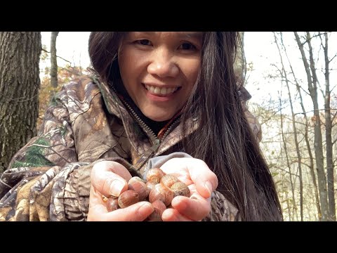 Hunting Acorn | Cooking Acorn
