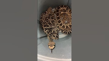 Barrel Full of RATTLESNAKES! #shorts #short #animal #nature #reptiles #snake #wildlife #rattlesnake