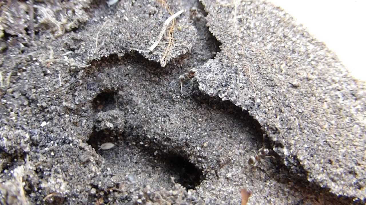 Garden Ants - Lasius niger - Ants nests - Svartmaurar - Maurabú - Skordýr - Smásæi heimurinn