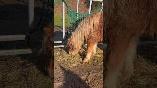 So startet der Tag doch am schönsten ❤️ #pferd #stallvlogg #pferde #ponyliebe #pony #ponymalta