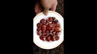 видео Выращивание бобов в открытом грунте
