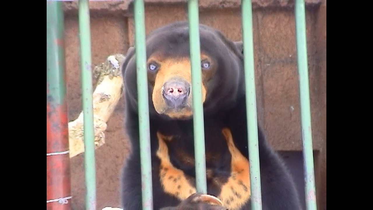 マレーグマの ウッチー 円山動物園 Sun Bear Youtube