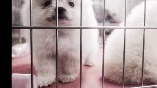 Dallas to consider banning sales of puppies and kittens by pet stores