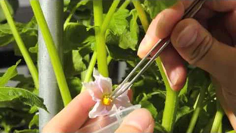 A quick look at potato breeding