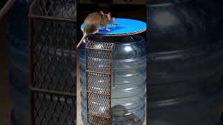 Simple DIY Plastic Bottle Mouse Trap! 🐹 How to Catch Mice Easily