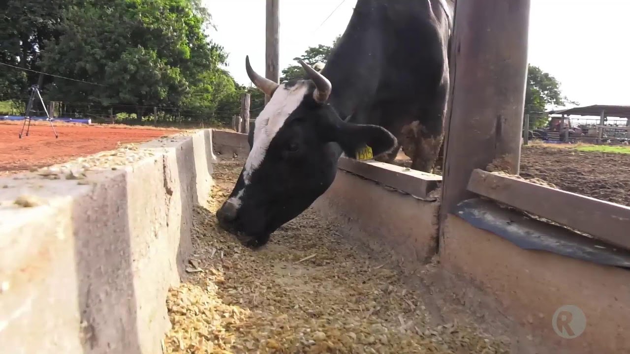 Tv Real SBT 7.1HD - Campo Verde MT 28 03 26