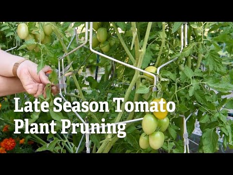 Video: Îngrijirea plantelor de roșii la sfârșitul sezonului - mor plantele de roșii la sfârșitul sezonului