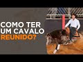 Como ter um cavalo reunido?